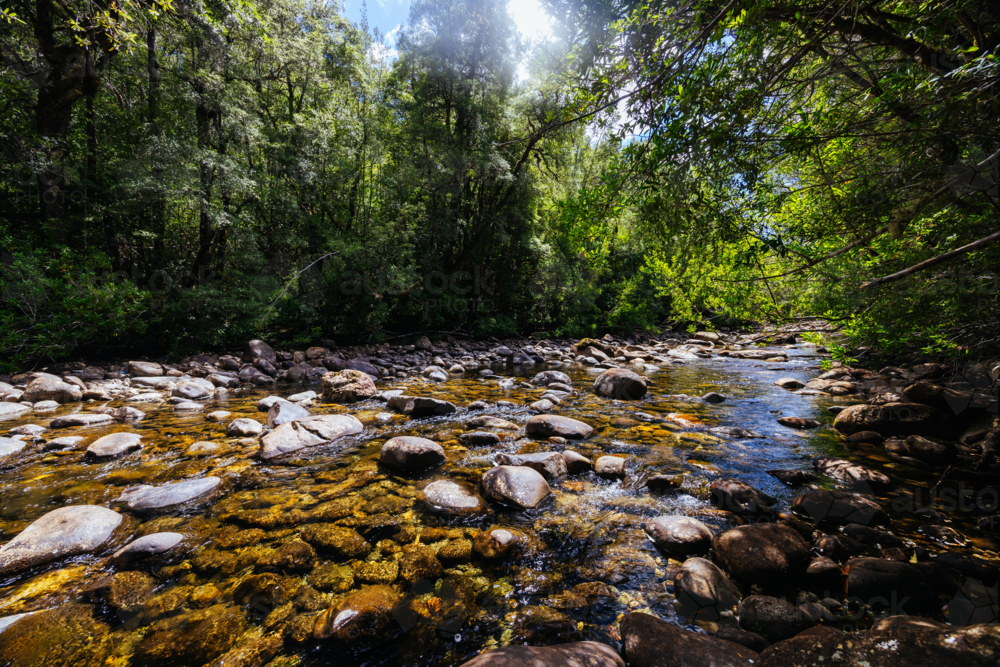 Water around Franklin River Nature Trail in Franklin-Gordon Wild Rivers National Park in summer - Australian Stock Image