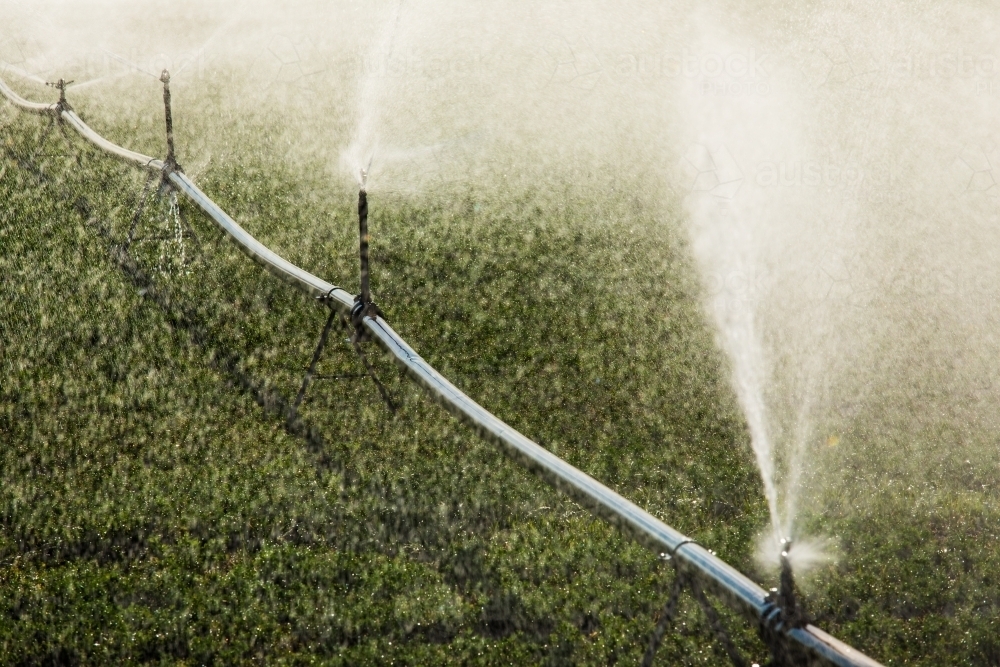 Water being sprayed by a sprinkler irrigation system on a young crop in Kalbar, Australia. - Australian Stock Image