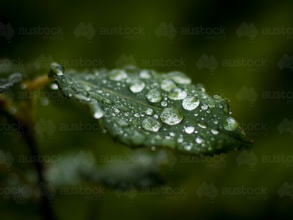 Water Dew Droplets on a Green Rose Leaf - Australian Stock Image