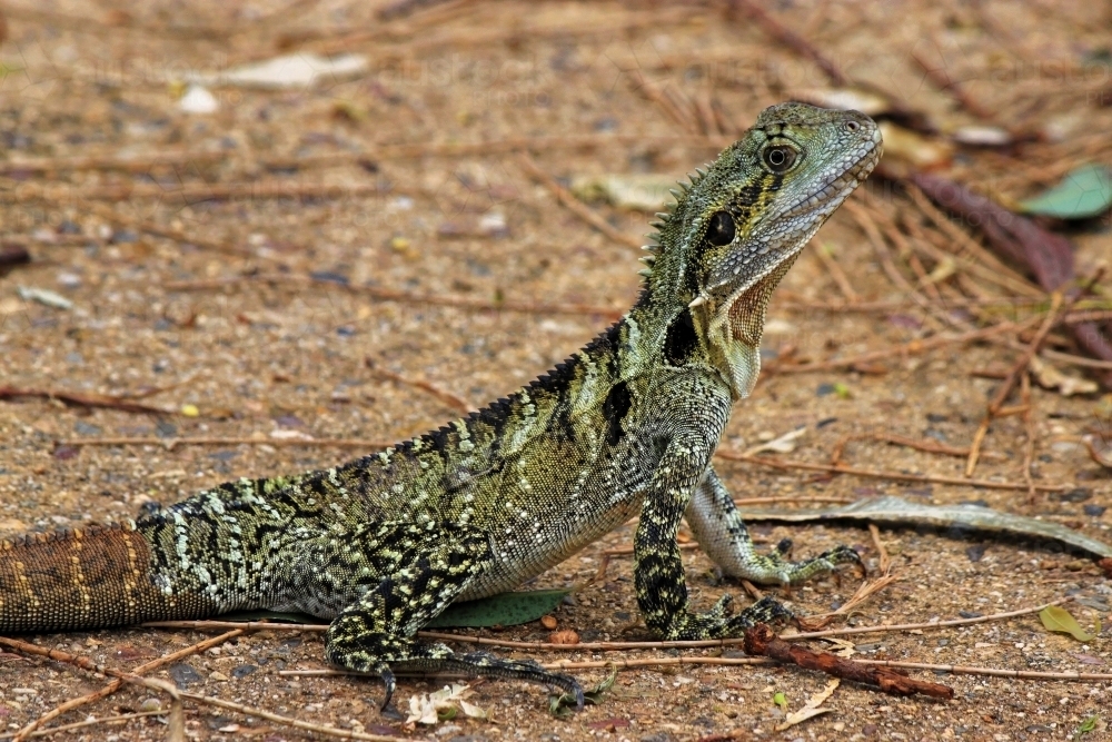 Water Dragon in South East Queensland intellagama lesueurii - Australian Stock Image