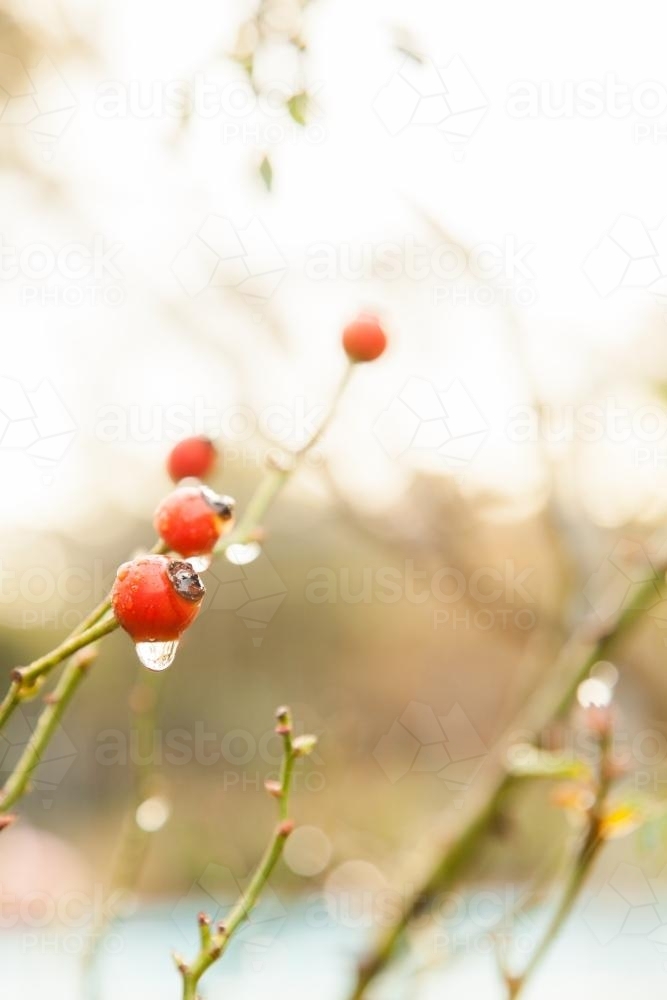 Water droplet dripping from red rose hip on overcast morning - Australian Stock Image
