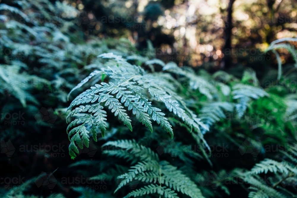 Water droplet frost on a fern in the rainforest - Australian Stock Image