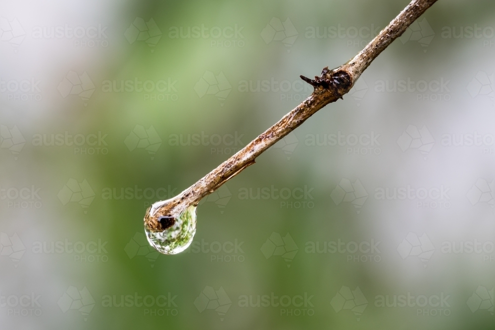 Water droplet on the end of a twig - Australian Stock Image