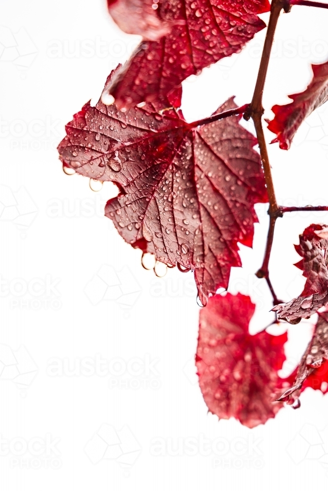 Water droplets hanging from red leaves of a vine - Australian Stock Image