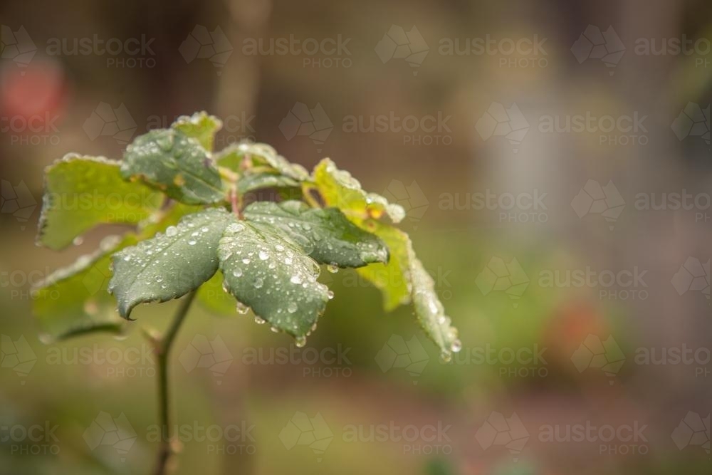 Water droplets on a green rose leaf in the garden - Australian Stock Image