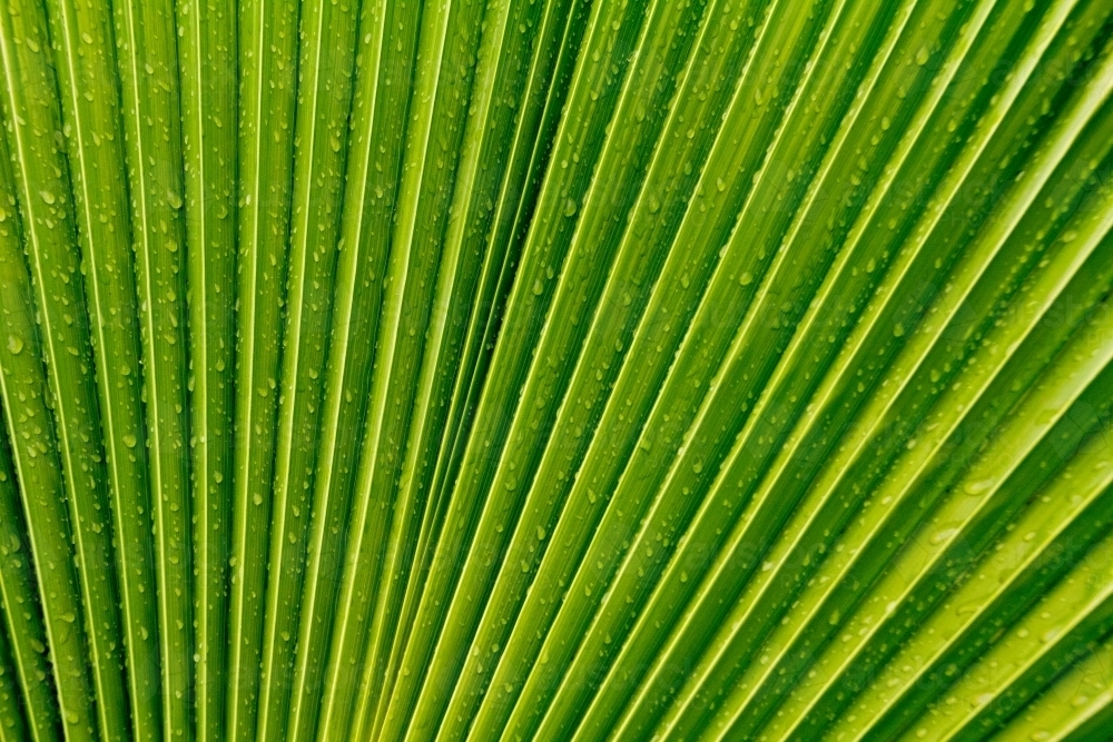 water droplets on fan palm detail - Australian Stock Image