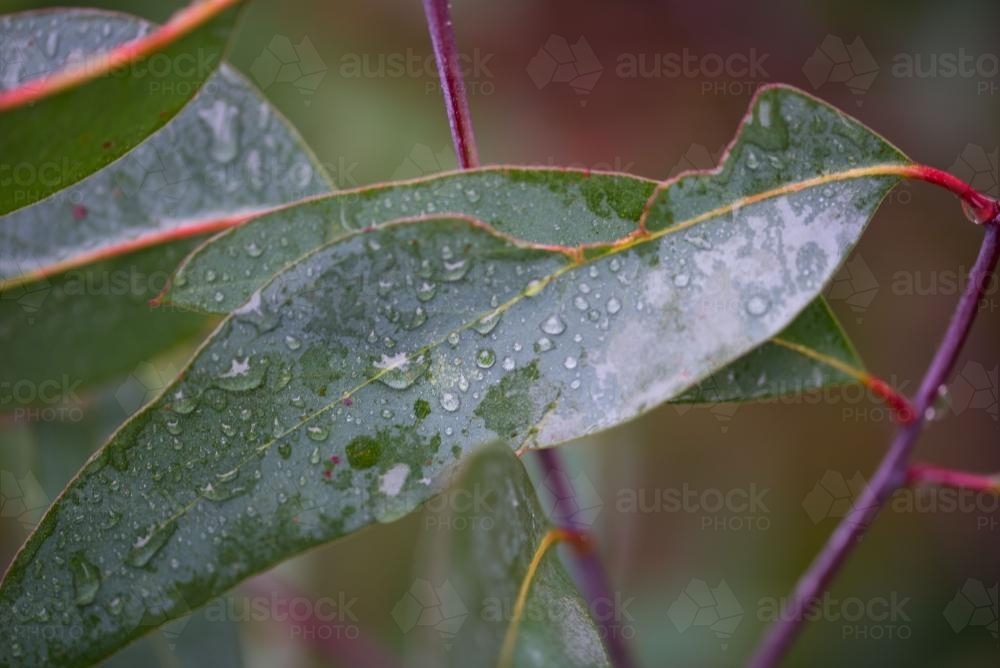 Water drops on eucalyptus gum leaf - Australian Stock Image