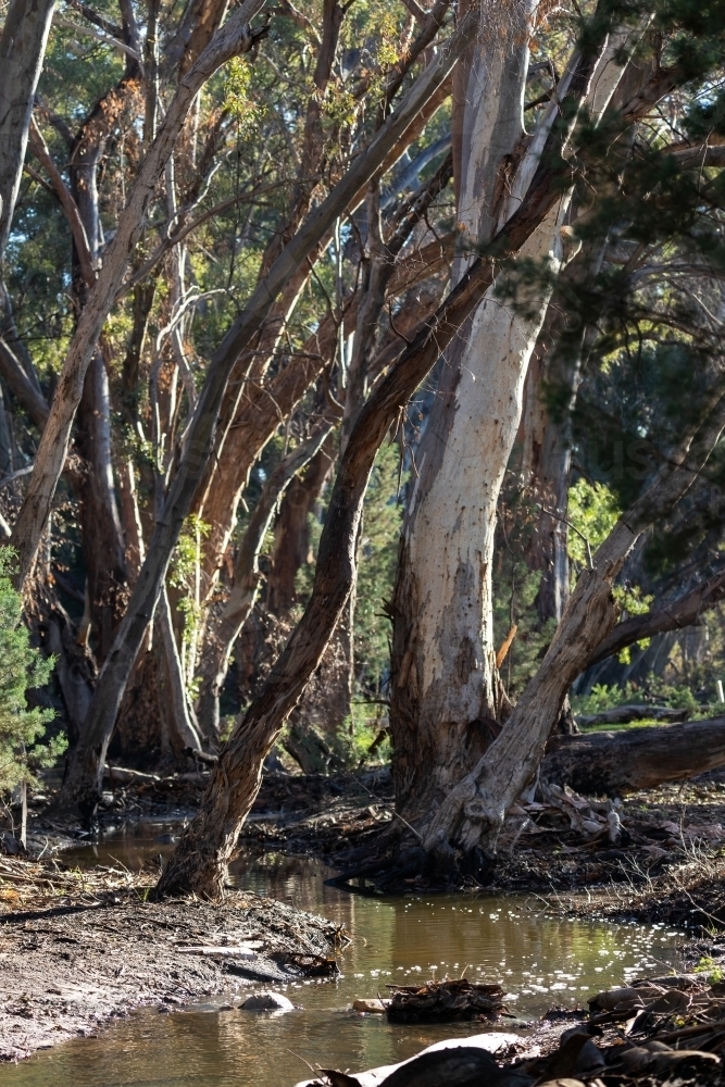 water in gum lined outback creek - Australian Stock Image