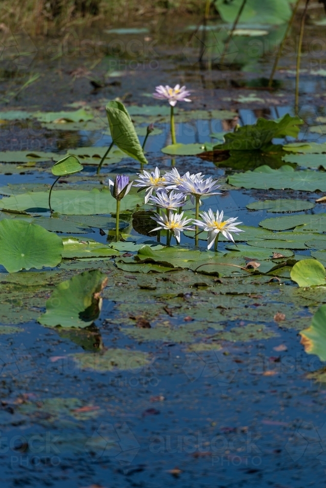 Water Lilies at Fogg Dam - Australian Stock Image