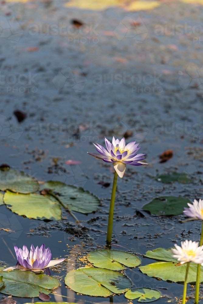 Water lilies - Australian Stock Image