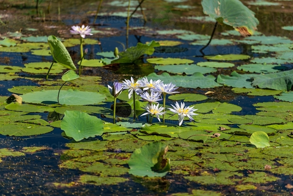 Water lilies - Australian Stock Image