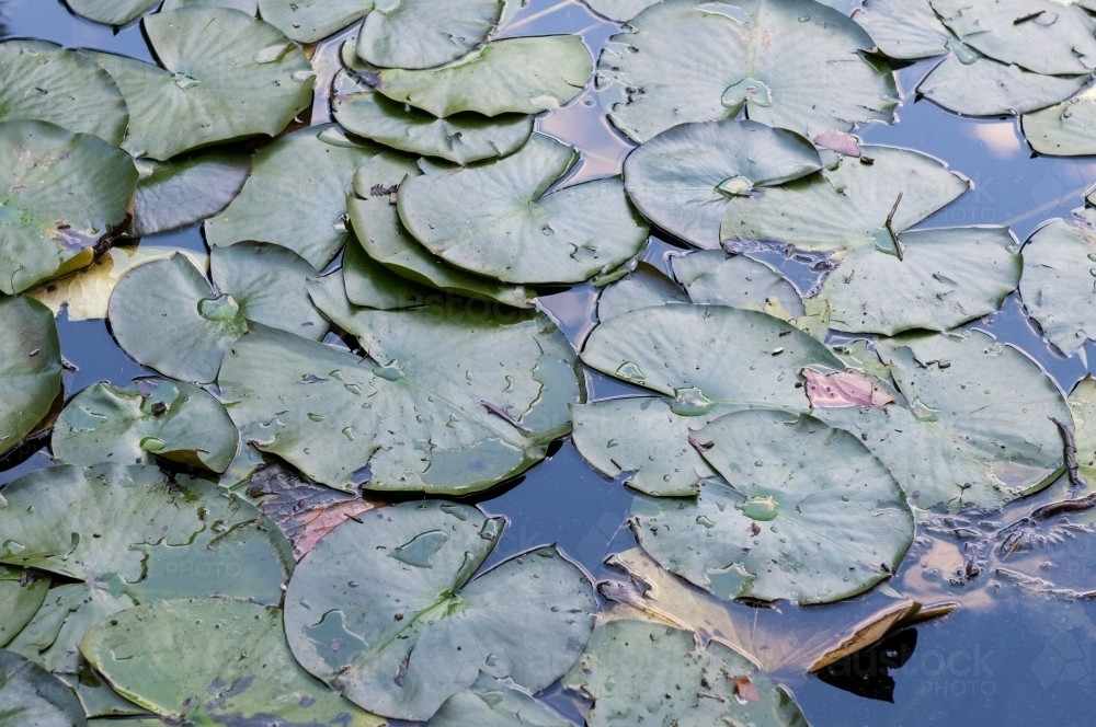 Water lilies in pond - Australian Stock Image