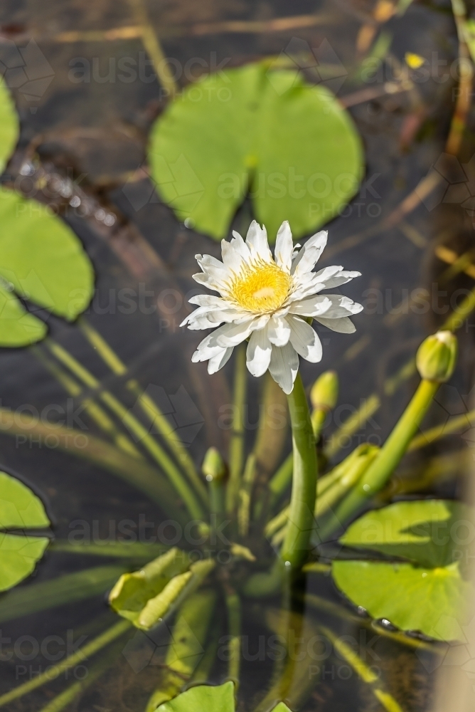 Water Lily - Australian Stock Image