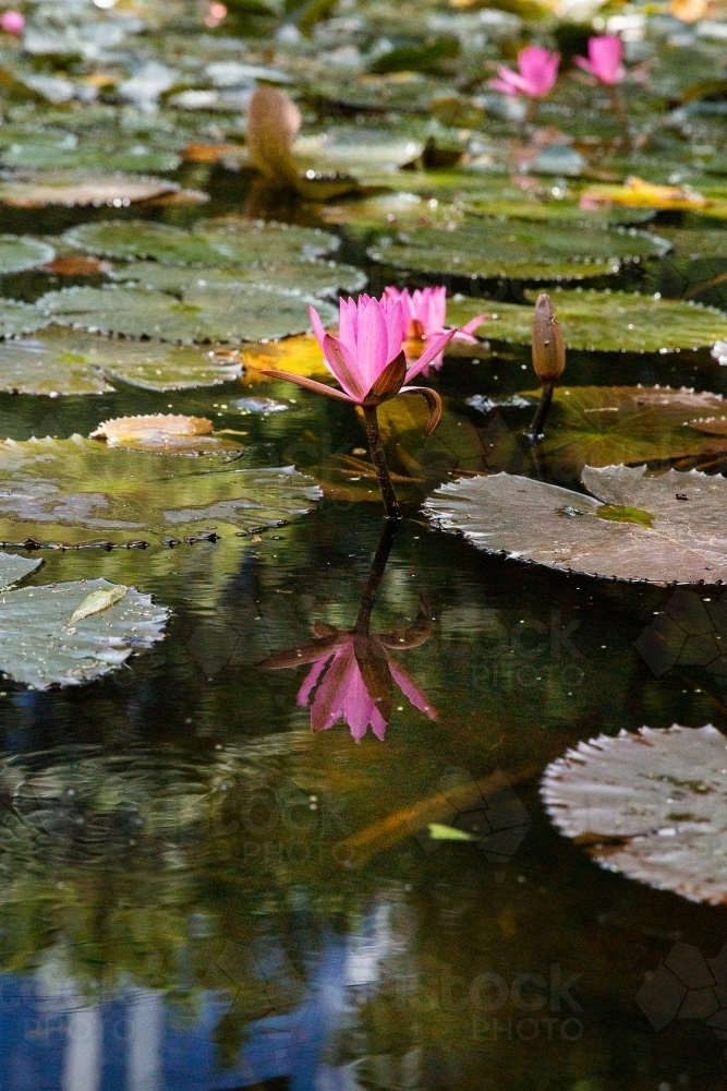 water lily flower and a reflection on a pond - Australian Stock Image