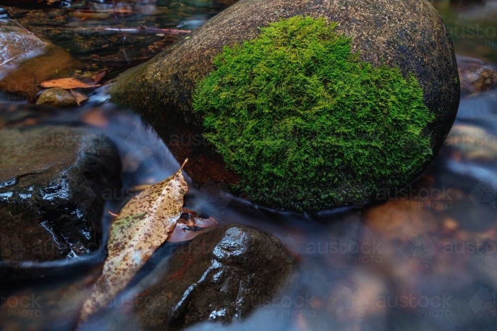 Water running over mossy rocks and leaves in stream - Australian Stock Image