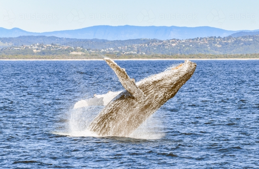 Water spraying up as a whale breaches in the ocean. - Australian Stock Image
