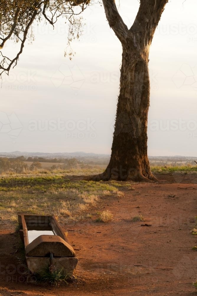 water trough and eucalyptus tree - Australian Stock Image