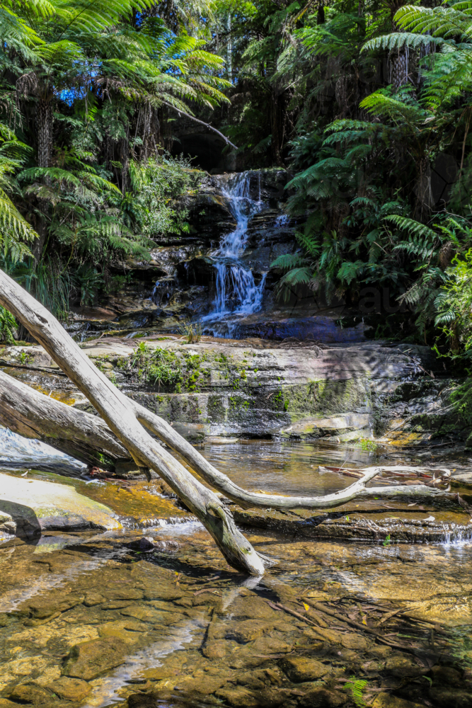 Waterfall at Leura Cascades in the Blue Mountains flowing through rainforest into a natural pool - Australian Stock Image
