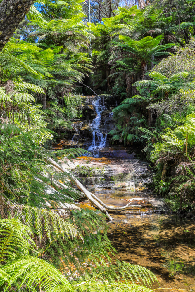 Waterfall at Leura Cascades in the Blue Mountains flowing through rainforest into a natural pool - Australian Stock Image