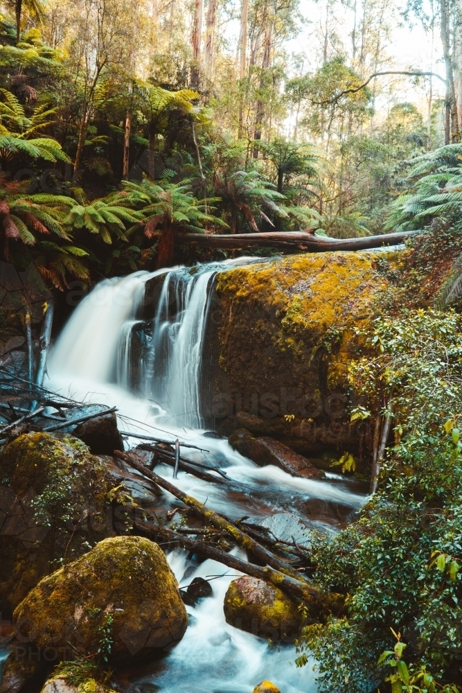 Waterfall in the forest with trees in background and branches across the river - Australian Stock Image
