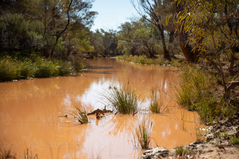 Waterhole full of muddy red water, lined with rushes - Australian Stock Image