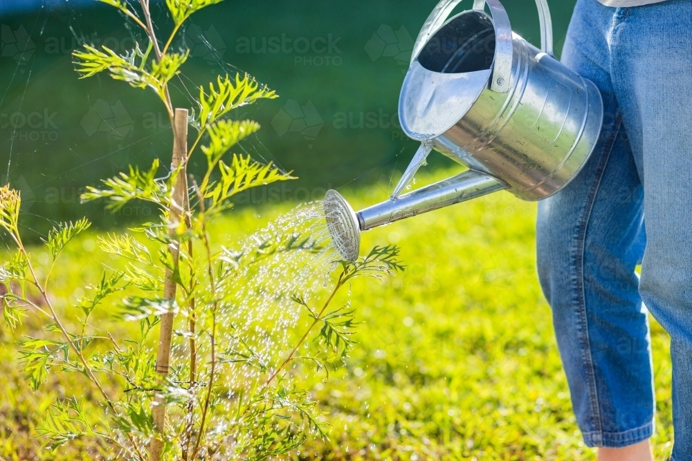 Watering a native grevillea tree in backyard with metal watering can - Australian Stock Image