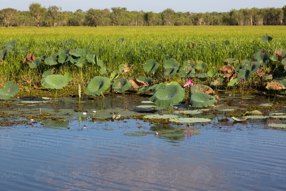 waterlilies at a wetland at kakadu - Australian Stock Image