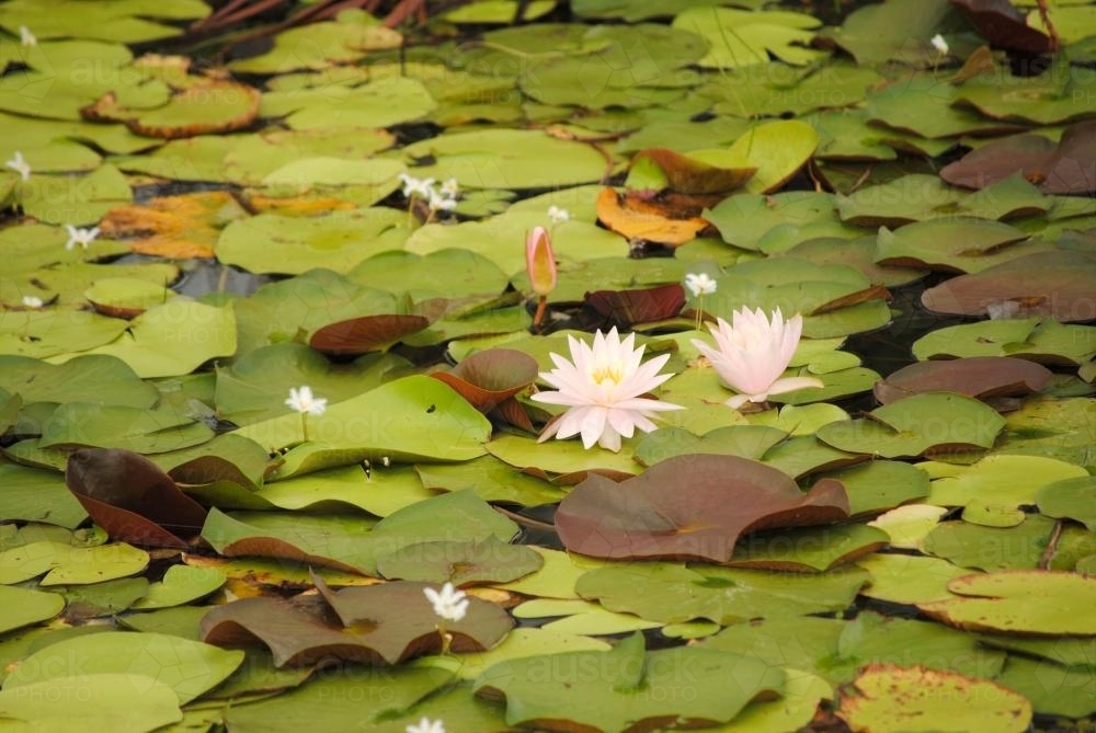 Waterlilies in a pond - Australian Stock Image