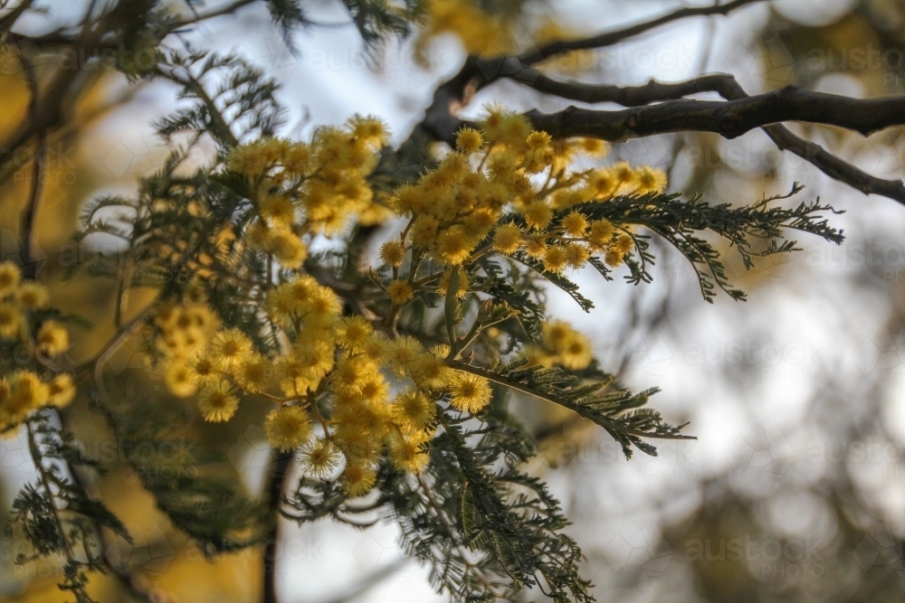 Wattle at sunset - Australian Stock Image