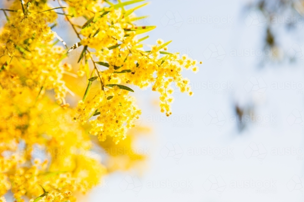 Image of wattle - Austockphoto
