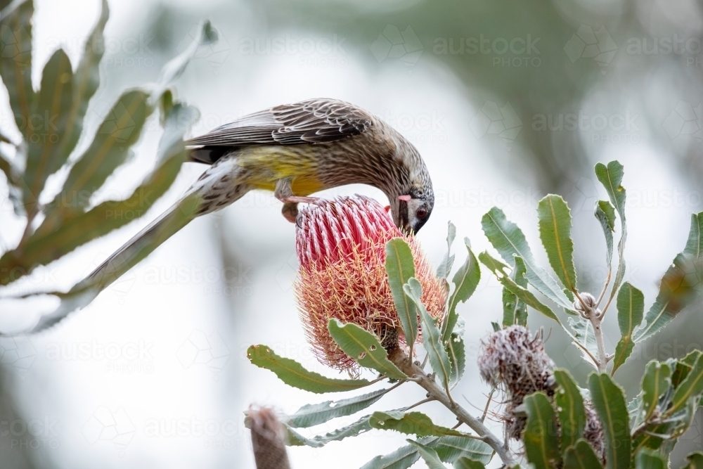 wattle bird feeding on banksia flower - Australian Stock Image