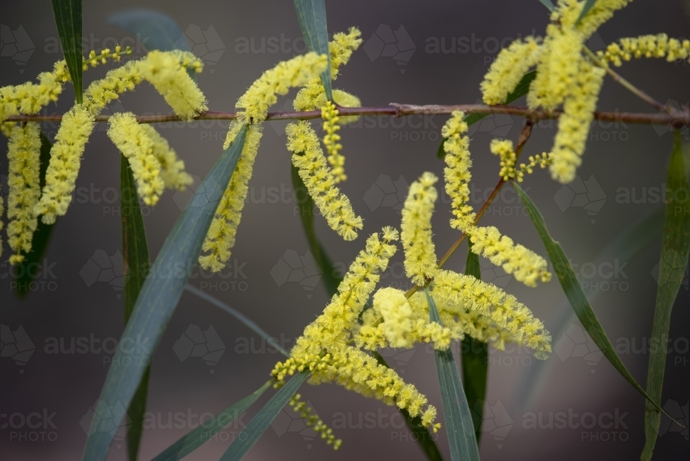 Wattle flowers - Australian Stock Image