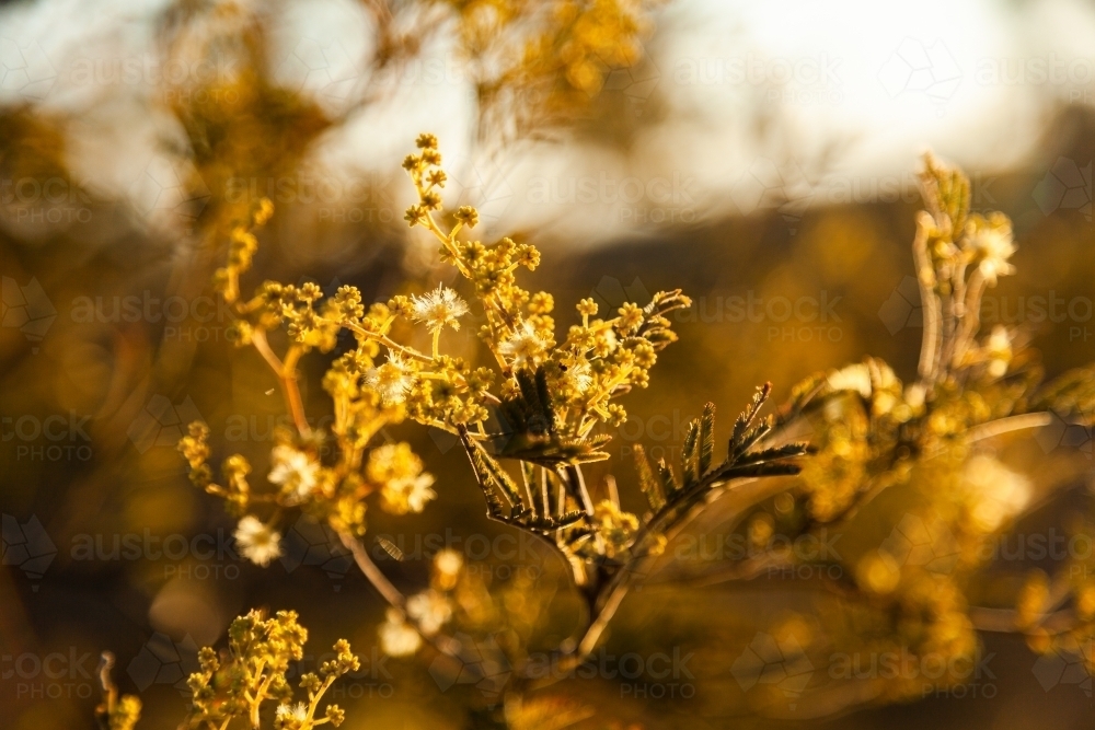 Wattle flowers - Australian Stock Image