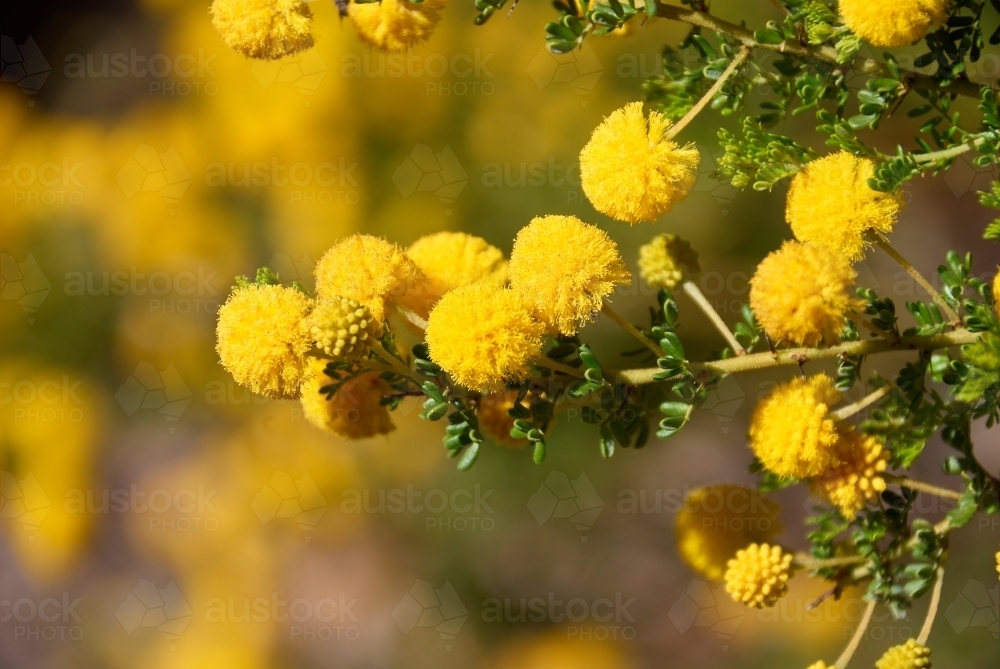 Wattle Flowers Closeup - Australian Stock Image
