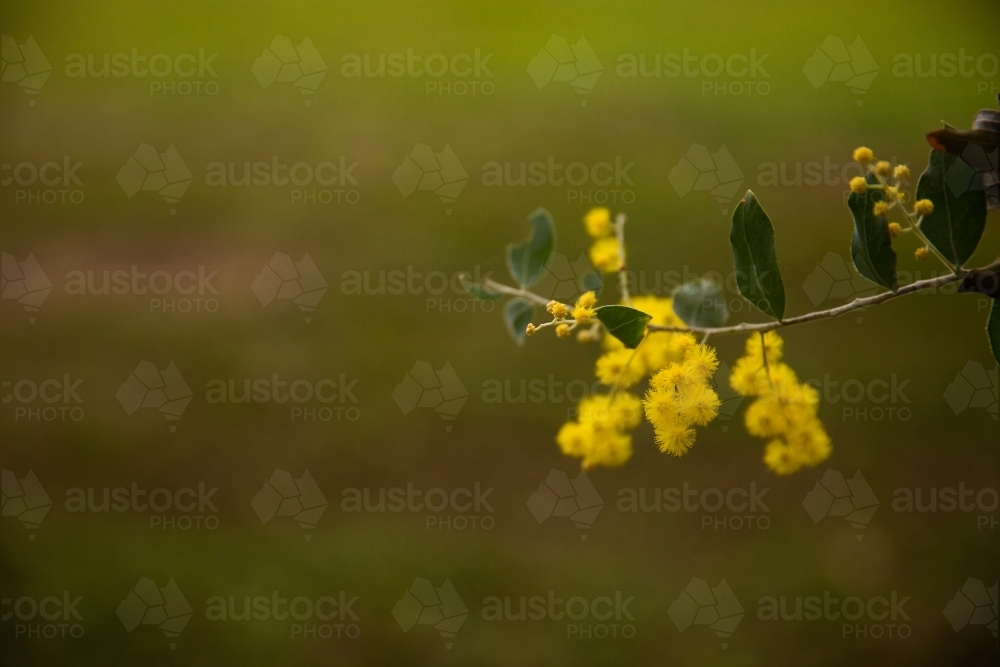 wattle flowers on a branch with a green background - Australian Stock Image