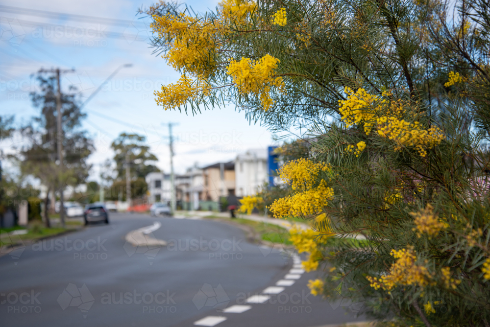 Wattle flowers on an urban street with houses out of focus in the background - Australian Stock Image