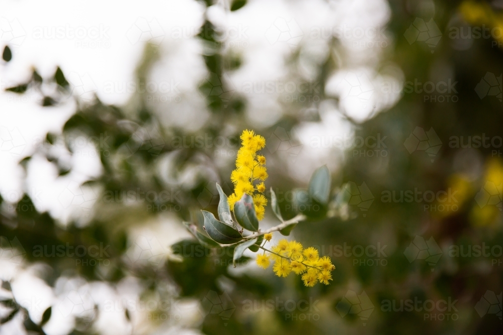 wattle flowers with blurry leaves, trees and sky in the background - Australian Stock Image