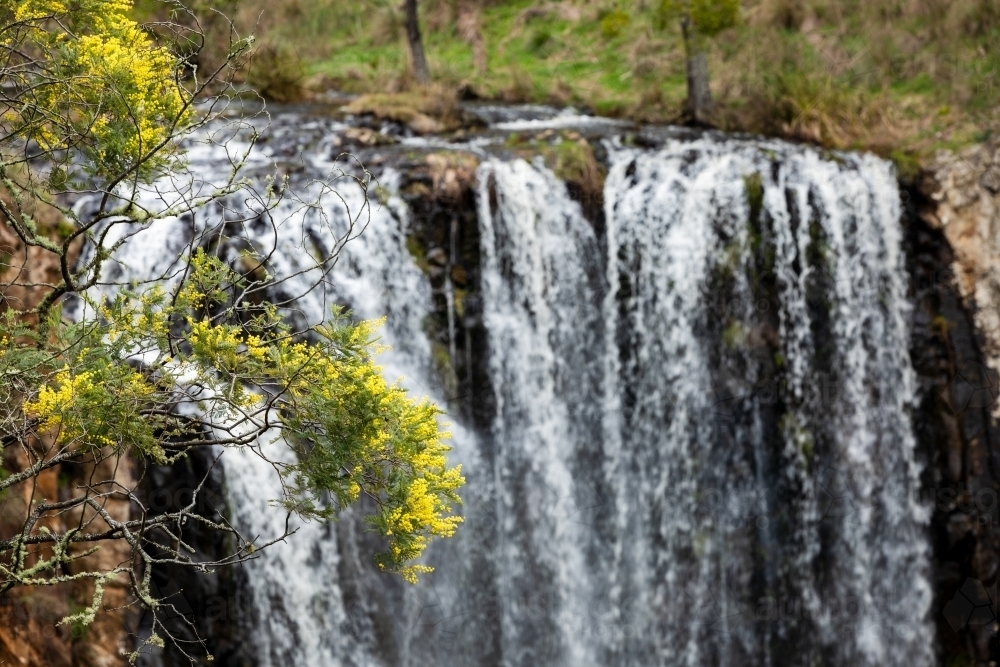 Wattle flowers with waterfall in the background - Australian Stock Image
