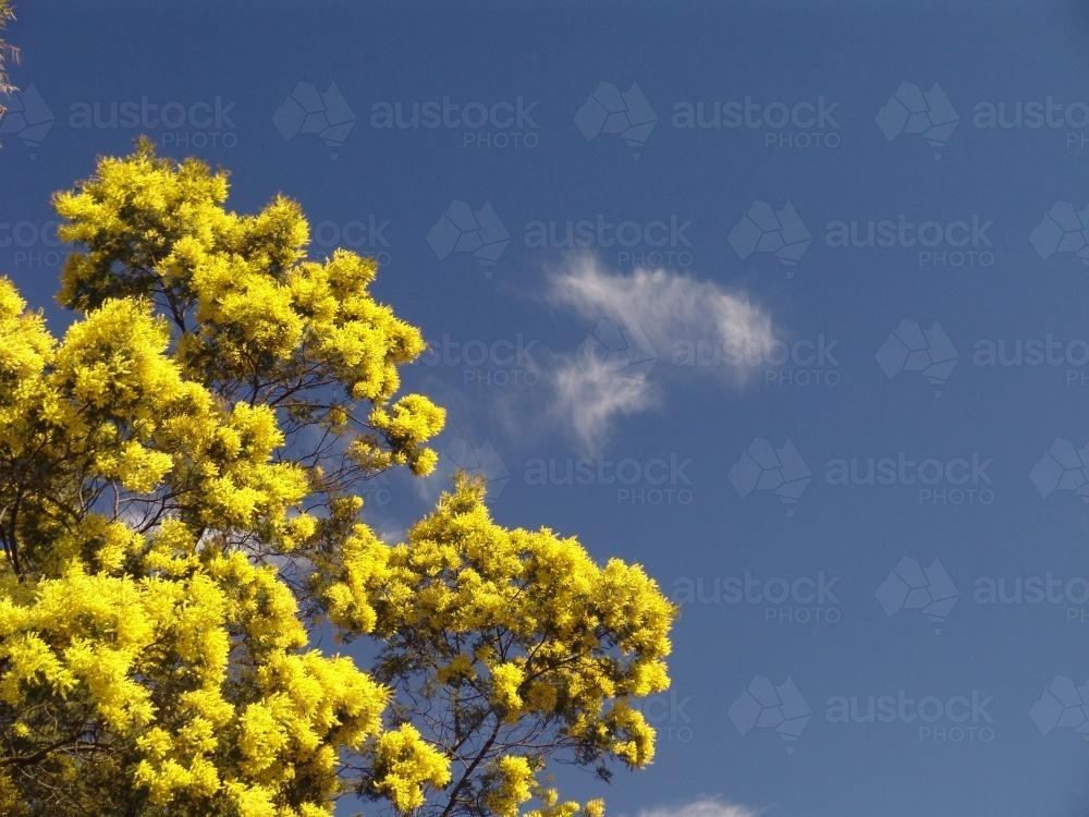 Wattle in bloom against blue sky - Australian Stock Image