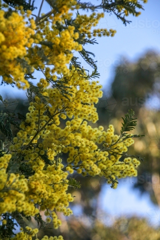 Wattle in flower - Australian Stock Image