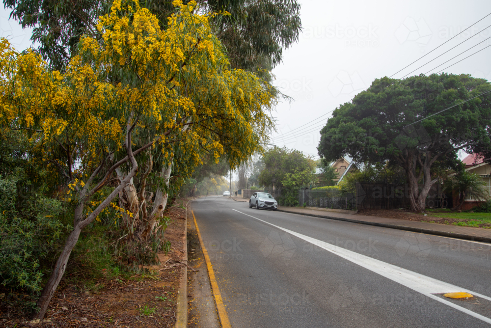 Wattle tree in bloom on the side of a misty suburban street in Adelaide - Australian Stock Image