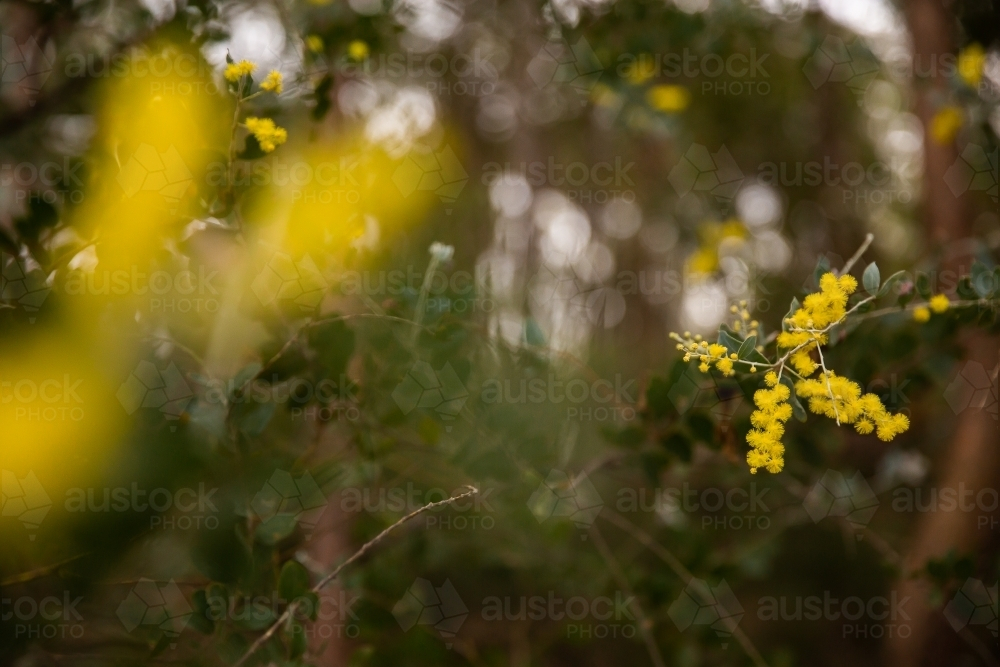 wattle tree in flower with out of focus flowers in foreground and background - Australian Stock Image