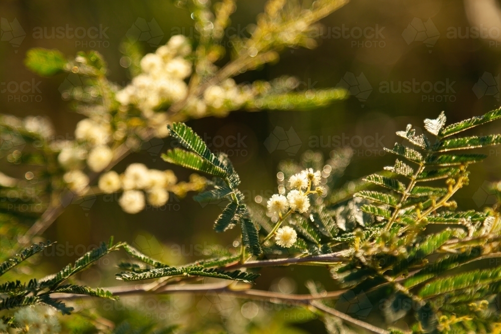 Wattle tree twig with backlit pale golden flower balls and leaves - Australian Stock Image