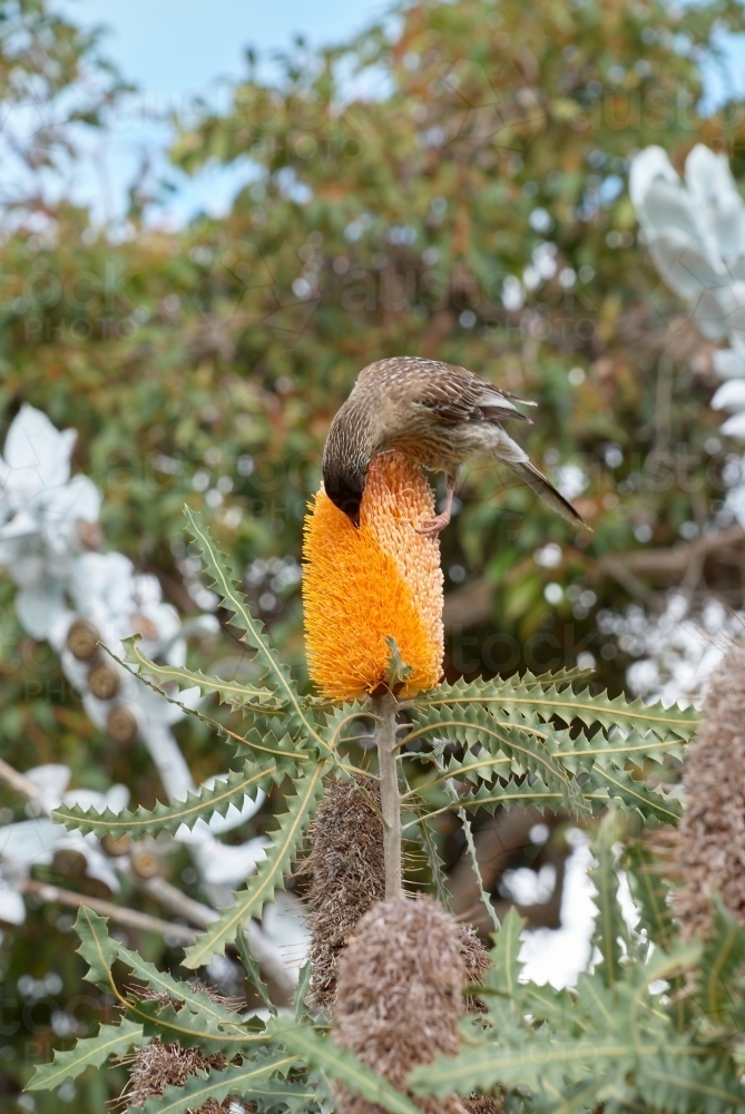 Wattlebird On Banksia Flower - Australian Stock Image