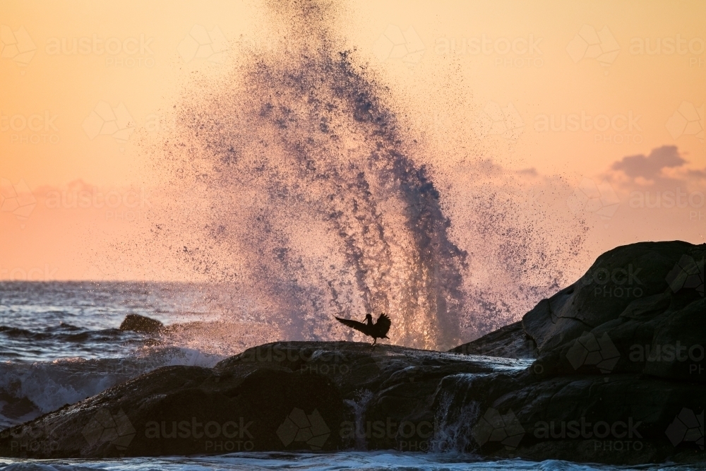 wave crashing on rocks with bird - Australian Stock Image