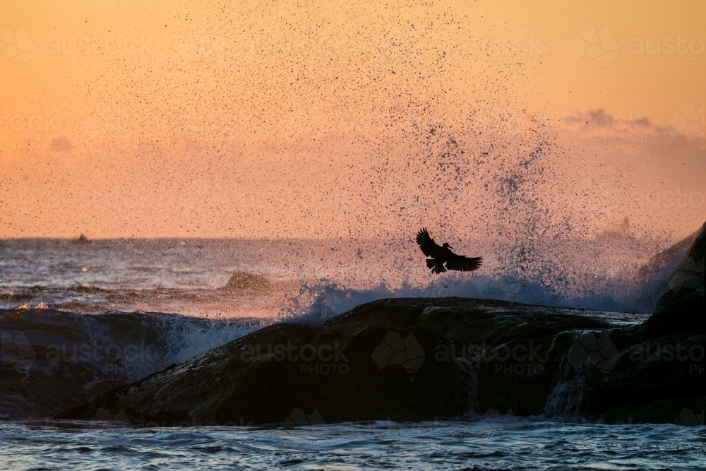 wave crashing on rocks with bird - Australian Stock Image