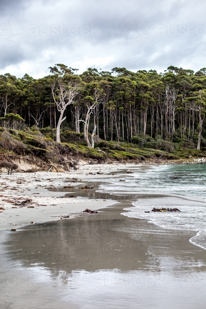 Waves smooth the sand, creating reflections on a wild and wooded beach scene - Australian Stock Image