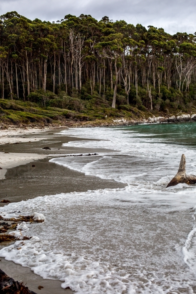 Waves smooth the sand, creating reflections on a wild and wooded beach scene - Australian Stock Image