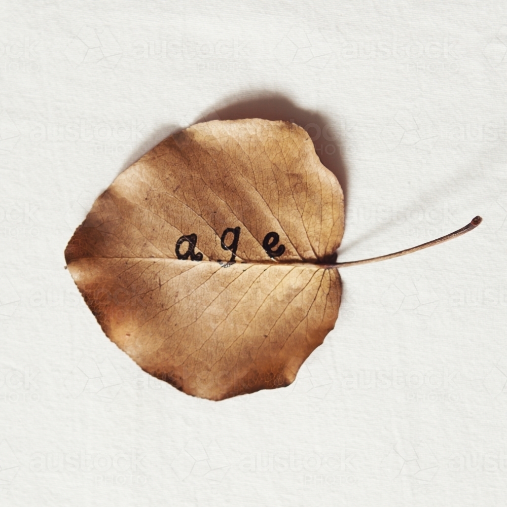 Weathered autumn leaf with the word age printed on it - Australian Stock Image