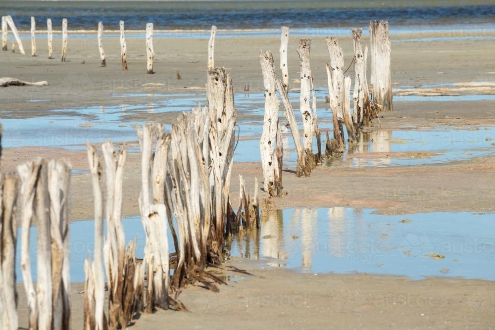 Weathered fenceposts leading off into a salt lake - Australian Stock Image